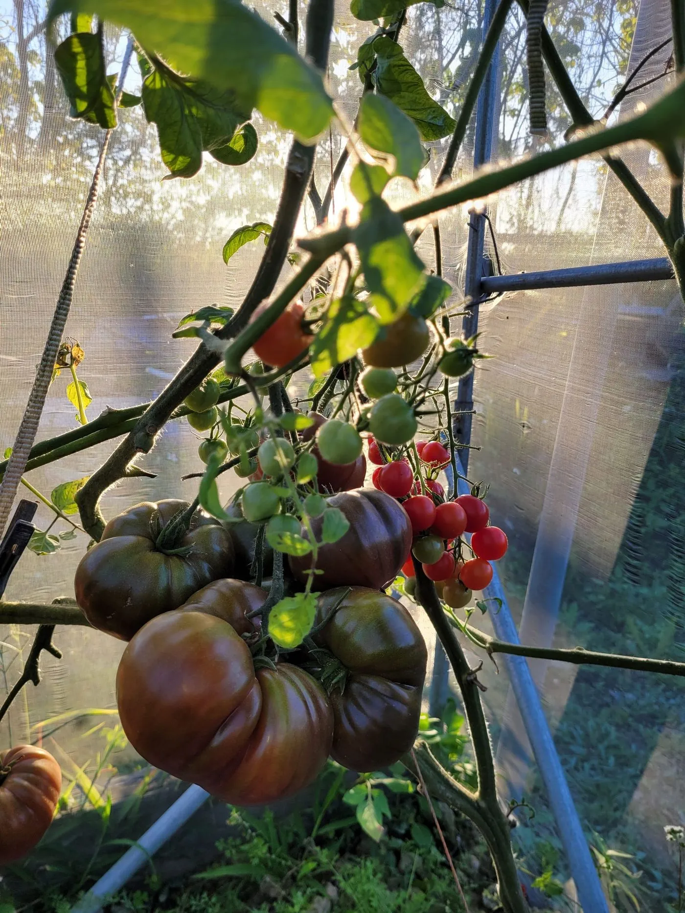 Dark heirloom and red cherry tomatoes on the vine, backlit by low sun through the net house