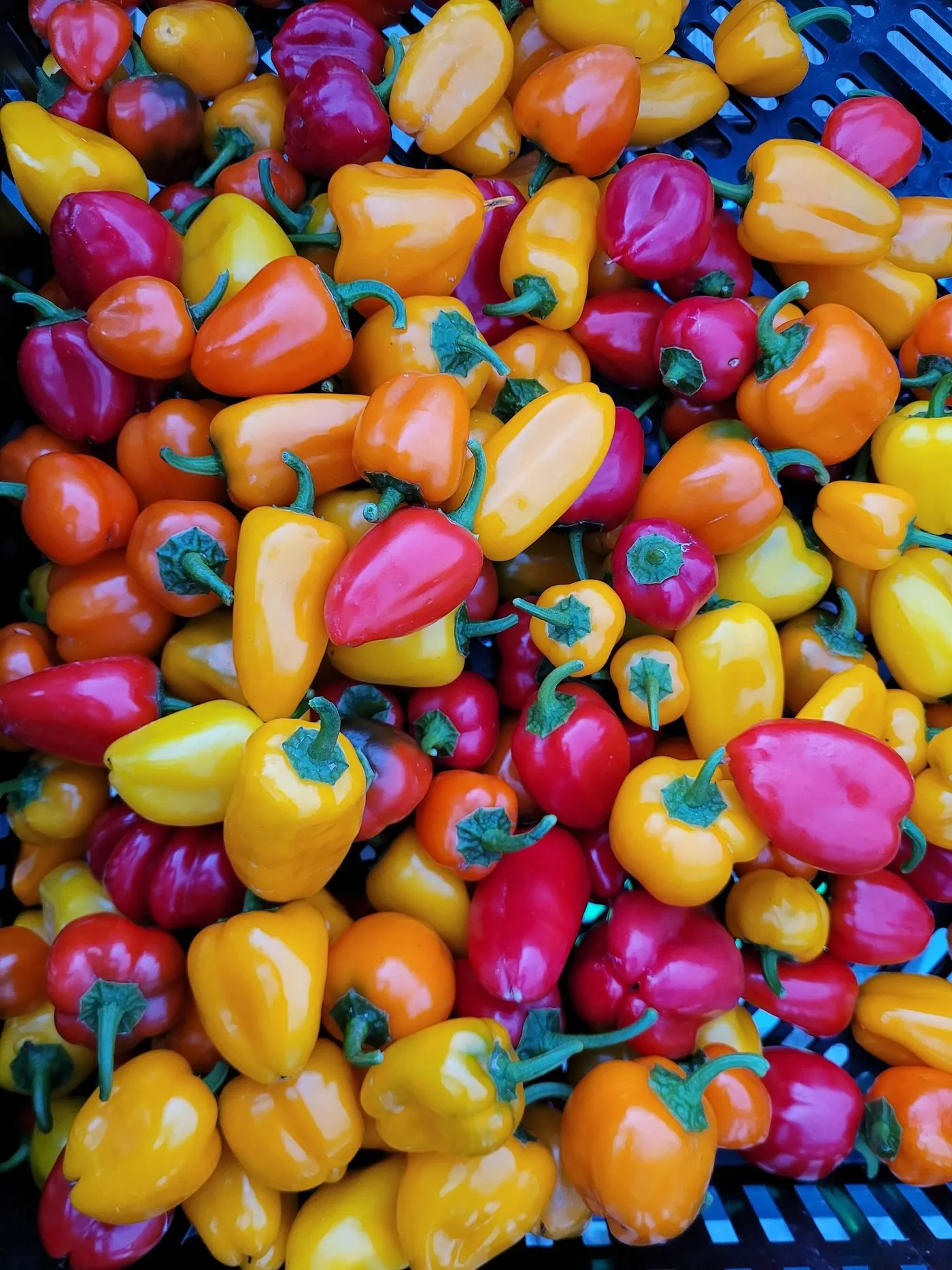 A harvest crate filled with sweet peppers in red, orange and yellow