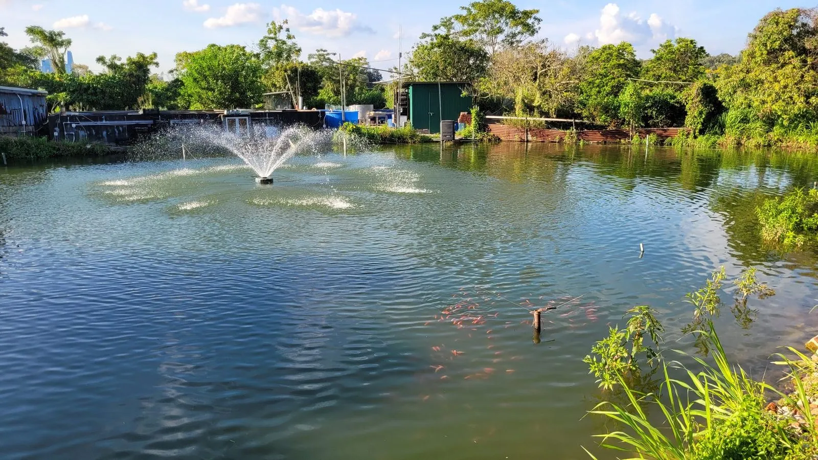 A surface aerator working across one of Hung Yat's aquaculture ponds in late afternoon light