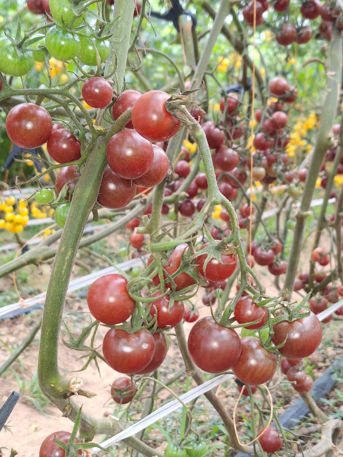 Heavy trusses of dark burgundy cherry tomatoes on the vine above a drip irrigation line